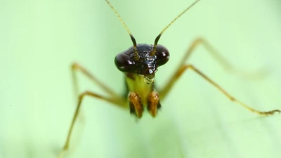 Sinh vật nửa kiến nửa bọ ngựa nhỏ xíu gây sốt ở Việt Nam
