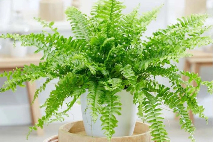 Với đặc tính ưa ẩm ướt và cần ít ánh sáng, dương xỉ thích hợp trồng trong không gian văn phòng. Đây được coi là một trong những "máy lọc không khí" hiệu quả, hoạt động tốt trong việc loại bỏ formaldehyde (hợp chất hữu cơ, ở điều kiện bình thường đây là chất khí có mùi hăng mạnh), thủy ngân và asen (thạch tín) trong không khí. Ảnh: Pito
