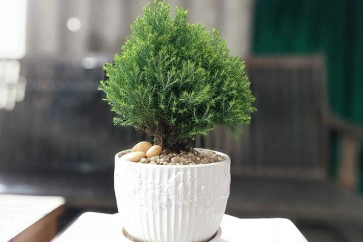 Về mặt tâm linh, cây tuyết tùng có thể xua đuổi ma quỷ, ám khí xấu. Biểu tượng cây tuyết tùng thường xuất hiện trên những đồ vật gốm sứ, tượng trưng cho những điều may mắn, tài lộc, sức khỏe, giữ tiền giữ của cho người sở hữu nó. Ngoài ra, người xưa còn quan niệm rằng nếu trong giấc mơ có sự xuất hiện cây tuyết tùng thì bạn sẽ có những ý tưởng mới, dễ dàng thành công trong công việc hơn. Ảnh: Pito
