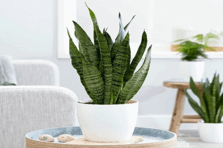 Theo quan niệm văn hóa phương Tây và phương Đông, cây lưỡi hổ có tác dụng trong việc trừ tà, chống lại bùa chú, đẩy lùi những điềm xấu, mang lại may mắn và tài lộc cho gia chủ. Lưỡi hổ có tác dụng lọc sạch không khí, loại bỏ các độc tố gây ung thư như formaldehyde, xylene và nitơ oxit. Ảnh: Pito