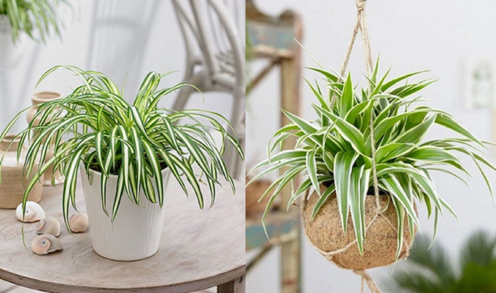 Lá cây dây nhện có chứa chlorophyll - loại chất có tác dụng loại bỏ tia gây hại từ các thiết bị điện tử, thanh lọc không khí, giúp cho bầu không khí luôn trong lành, dịu mát. Bên cạnh đó, theo nghiên cứu của NASA, màu xanh của lá cây dây nhện được chứng minh là có thể giúp tăng thêm 20% trí nhớ và 10% hiệu quả công việc. Ảnh: Pito
