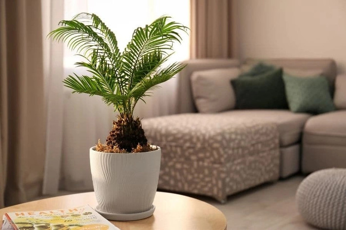 Cây cọ trong phong thủy là loại cây mang điềm lành. Lá cây to, xanh mượt, tán xòe rộng hình tròn thể hiện cho sự tròn trịa và đủ đầy. Lá cọ ngửa ra ngoài giống như những bàn tay to hứng lộc. Cây có màu sắc tươi sáng, dáng thẳng đứng và cứng cỏi, có tác dụng trừ tà, xua đuổi khí xấu. Dáng cọ đẹp, hướng ra xung quanh giúp thu hút vượng khí, đem đến sự may mắn, hy vọng và điềm mừng. Ngoài ra, tán cọ rộng còn mang đến cảm giác khoáng đạt và thăng tiến. Ảnh: Pito