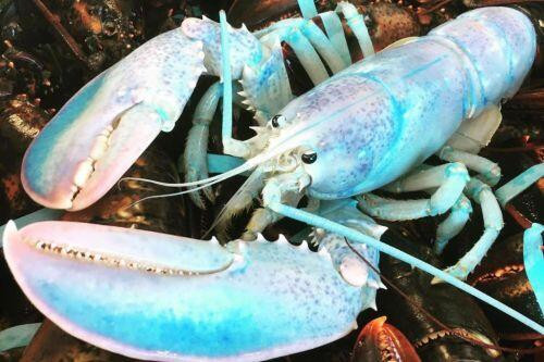 Tôm hùm có thể có màu sắc bất thường do đột biến gen ảnh hưởng đến các protein liên kết với sắc tố vỏ của chúng. Nhưng, mùi vị của những con tôm hùm này cũng không có gì khác lạ.