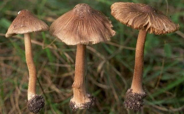Nấm mũ khía nâu xám có mũ nấm hình nón đến hình chuông, đỉnh nhọn, có các sợi tơ màu từ vàng đến nâu tỏa ra từ đỉnh mũ xuống mép mũ nấm; cuống nấm có màu từ hơi trắng đến vàng nâu dài 3-9cm, không có vòng cuống; thịt nấm cũng có màu trắng. Loại nấm kịch độc này thường mọc trên đất rừng hoặc nơi có nhiều lá cây mục nát. Độc tố chính của loại nấm này là muscarin gây ra các triệu chứng thần kinh như ra mồ hôi quá độ, hôn mê, chứng co giật, ảo giác, kích động, suy nhược, liệt cơ kết tràng,… Triệu chứng sẽ giảm bớt sau 2 giờ, hiếm khi tử vong, chỉ xảy ra khi bị ngộ độc quá nặng gây rối loạn, hư hỏng tim mạch và hô hấp.