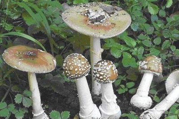 Nấm độc xanh đen hay còn gọi là nấm lục. Phiến nấm màu trắng, có khi lấp lánh màu lục. Mũ nấm đầu tiên nằm trong bao chung có dạng trứng, màu trắng. Khi trưởng thành, mũ nâng lên và phá vỡ bao chung. Trong nấm độc xanh đen có chứa 2 chất độc là amanitin và phalloidin, có thể gây chết người nếu dù chỉ ăn một góc của cây nấm. Manitin và phalloidin là nhóm gây độc chậm. Các triệu chứng xuất hiện muộn sau ăn nấm 6 giờ. Các loại độc tố này tập trung ở gan và gây viêm gan nhiễm độc.