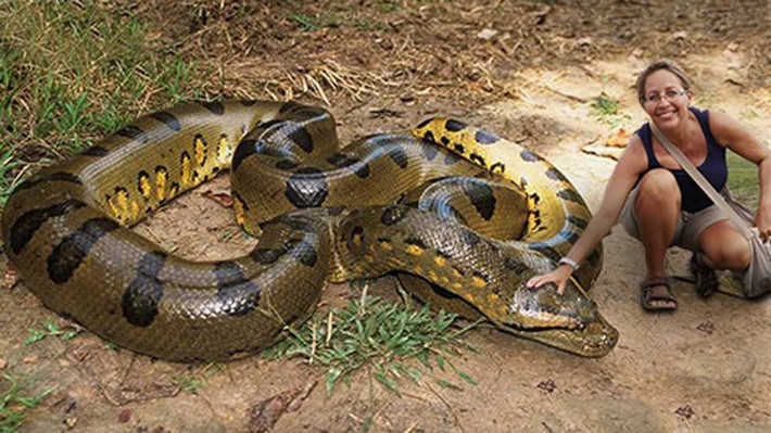 Trăn Anaconda là loài trăn lớn nhất còn tồn tại, những cá thể lớn nhất được ghi nhận chính thức có thể dài lên đến gần 10m và hơn 350kg. Mặc dù vậy nhiều người cho rằng họ đã từng nhìn thấy những con trăn dài đến hơn 20m, nhưng hầu hết trong số đó đều không có căn cứ xác nhận. Ảnh: The Wild world