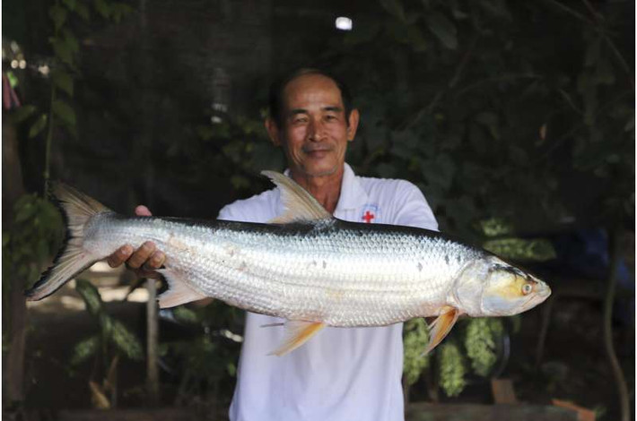 Chheana Chhut, một nhà nghiên cứu tại Viện Nghiên cứu và Phát triển Thủy sản Nội địa ở Phnom Penh, Campuchia, cho biết: "Cá chép hồi khổng lồ giống như biểu tượng của khu vực sông Mê Kông". Ảnh: Chhut Chheana/Wonders of the Mekong