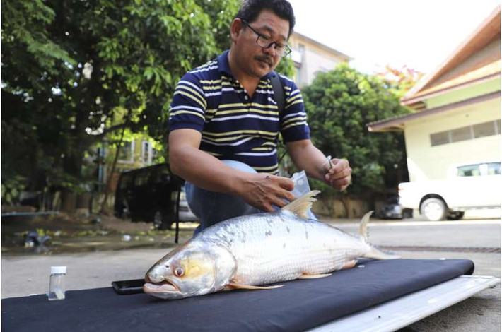Bunyeth Chan, đồng tác giả nghiên cứu và là nhà nghiên cứu tại Đại học Svay Rieng ở Campuchia, cho biết: "Tôi thực sự ngạc nhiên và phấn khích khi lần đầu tiên được tận mắt nhìn thấy những con cá thật". Các nhà nghiên cứu cho biết những lần nhìn thấy này mang lại cho họ hy vọng mới về số phận của loài này. Một biệt danh của loài này là "cá ma". Ảnh: Wonders of the Mekong