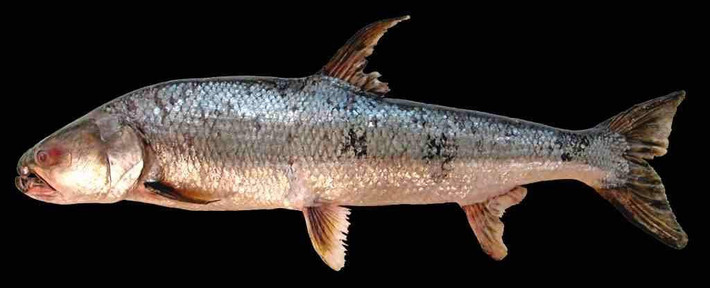 Cá chép hồi khổng lồ (Aaptosyax grypus) là một loài cá vây tia trong họ Cyprinidae, thuộc về chi đơn loài Aaptosyax. Nó là loài đặc hữu của khu vực trung lưu sông Mekong, trước đây từng có ở hạ lưu sông Mekong, từ cao nguyên Khorat tới Phnom Penh, nhưng gần đây chỉ thấy rất thưa thớt tại miền trung Lào và đông bắc Thái Lan. Ảnh: Wiki