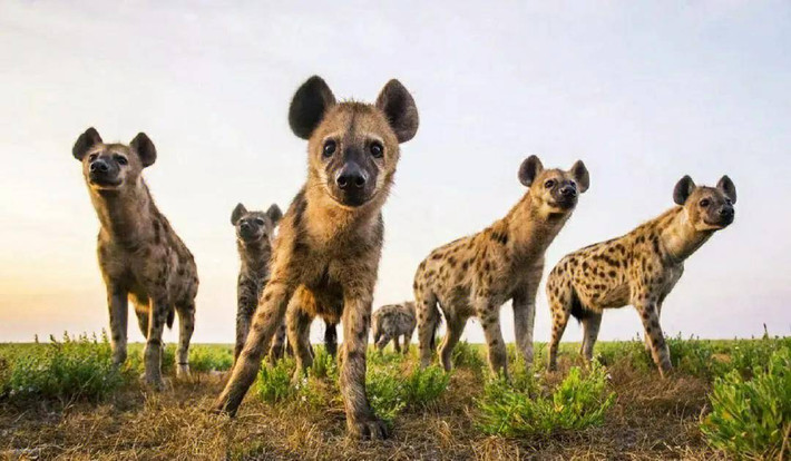 Châu Phi, lục địa rộng lớn với đa dạng sinh thái phong phú, là ngôi nhà của nhiều loài động vật ăn cỏ lớn và cùng với đó là vô số những kẻ săn mồi hung dữ. Trong số đó, loài linh cẩu đốm không chỉ nổi bật bởi tính cách hung hãn và kỹ năng săn mồi độc đáo, mà còn là một hiện tượng đầy bí ẩn. Ảnh: Animal Planet