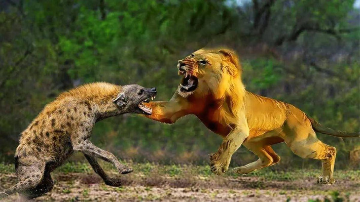Dù sư tử có thể giết chết linh cẩu đốm, nhưng chúng hiếm khi ăn thịt loài này do chúng là động vật ăn xác thối, chúng thường ăn xác động vật đã phân hủy trong tự nhiên. Việc này khiến thịt của linh cẩu đốm mang mùi khó chịu và không phù hợp với khẩu vị của sư tử. Ảnh: The Wild World