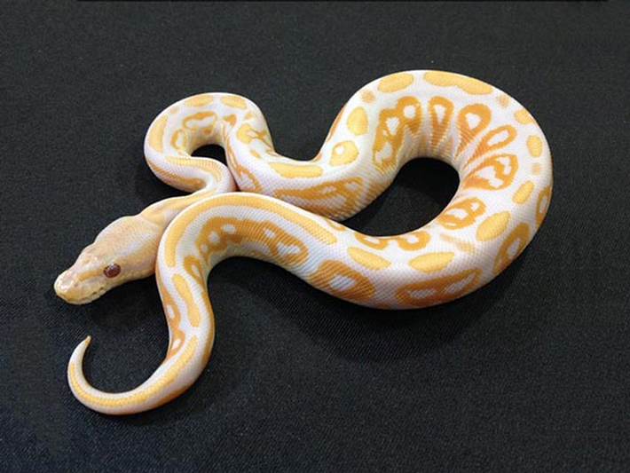 Loài trăn Lavender Albino này từng được “vinh danh” là một trong những loài thú cưng đắt đỏ với giá lên tới 40.000 USD cho mỗi con. Tuy đã bị “hạ bệ” bởi vô vàn loài vật khác trong bảng xếp hạng giá bán thú cưng nhưng để sở hữu một chú trăn như thế này chỉ để “làm cảnh”, hẳn bạn vẫn phải là một người siêu giàu có.