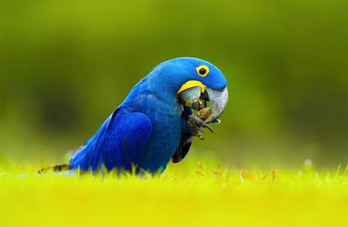 Có giá khoảng 14.000 USD, loài vẹt đuôi dài Hyacinth Macaw được xem là loài vẹt lớn nhất thế giới. Chúng có nguồn gốc từ Nam Mỹ, tuy nhiên, số lượng trong tự nhiên của loài vẹt này đã giảm mạnh do sở thích nuôi chim cảnh của con người. Điểm đặc biệt ở Hyacinth Macaw là có chiếc mỏ rất cứng, có khả năng mổ xuyên qua cả vỏ dừa.