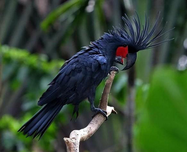 Palm Cockatoo được biết đến nhờ vẻ ngoài đầy phong cách với lông màu khói xám và chiếc mào đỏ nổi bật. Khi đứng thẳng, nó đạt chiều cao từ 55 - 60 cm và nặng từ 0,9 -1,2 kg. Đây cũng là một trong những loài vẹt có chiếc mỏ lớn và mức giá của thú cưng này là khoảng 16.000 USD.