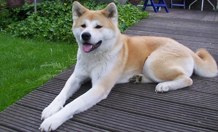 Chó Akita rất ngoan, trung thành, thông minh và quấn quýt với gia chủ. Có lẽ chính bởi vậy mà nó được rất nhiều gia đình ưa chuộng. Akita có nguồn gốc từ miền bắc Nhật Bản, cho tới nay đã phân ra thành 2 loại chính: Akita Nhật và Akita Mỹ. Giống chó này có vẻ ngoài to, khỏe, nhanh nhẹn, lớp lông dày, mềm mại. Nếu muốn sở hữu một chú Akita, bạn phải bỏ ra số tiền ít nhất là khoảng 3.000 USD.