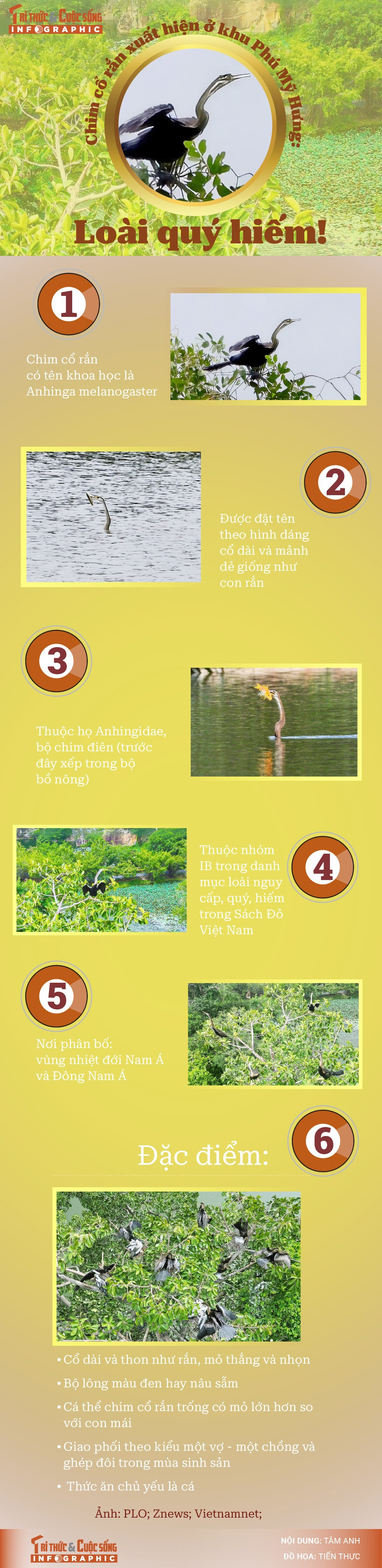 [INFOGRAPHIC] Chim cổ rắn xuất hiện ở khu Phú Mỹ Hưng: Loài quý hiếm ...