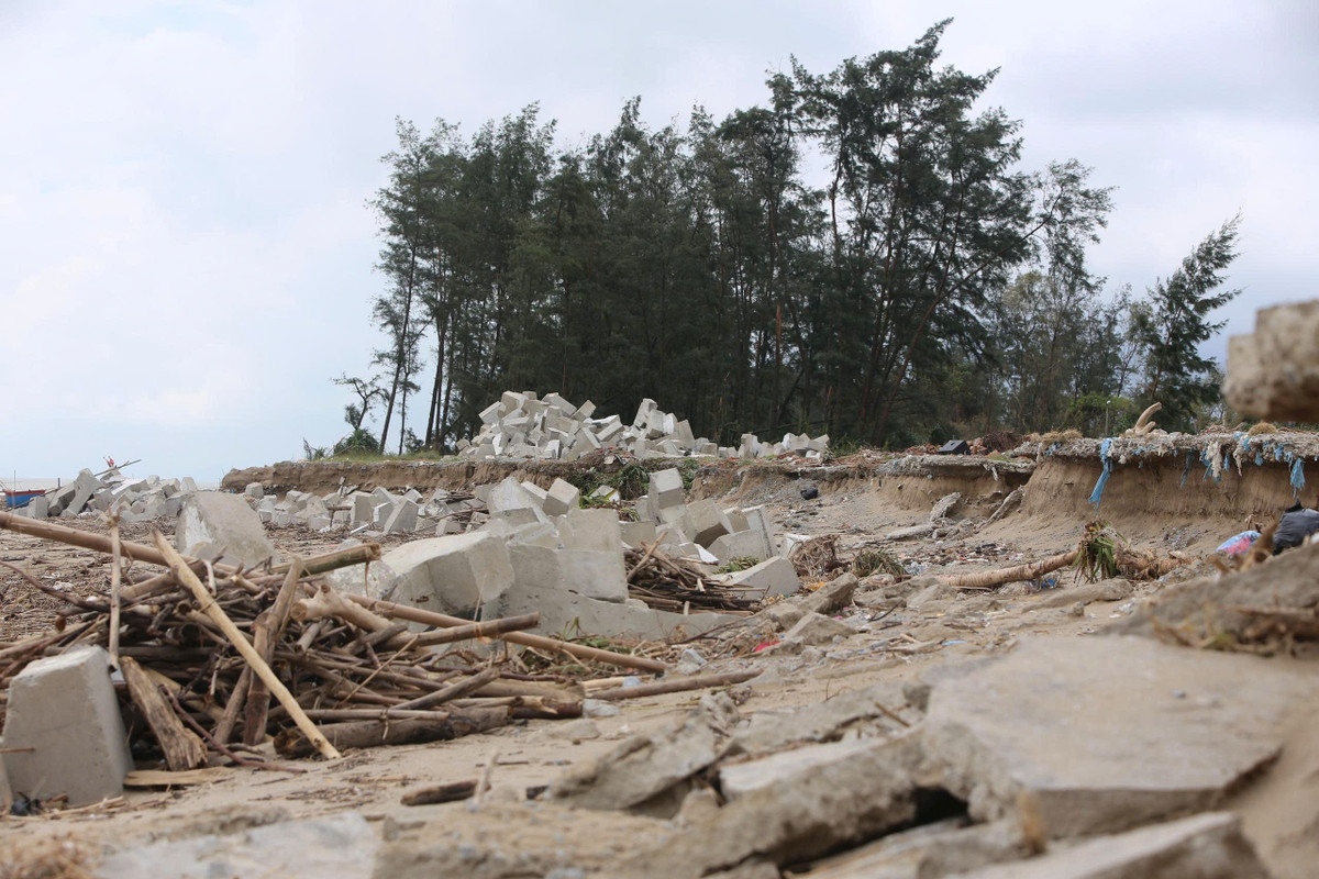 Một số vị trí sạt lở đã ăn sát vào chân tuyến đê Hội Thống nằm phía bên trong rừng phi lao phòng hộ.