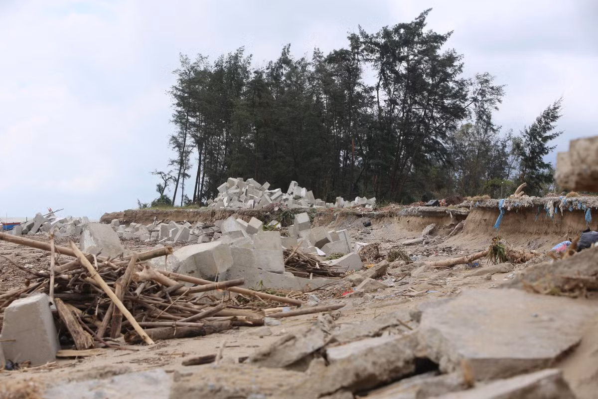 Một số vị trí sạt lở đã ăn sát vào chân tuyến đê Hội Thống nằm phía bên trong rừng phi lao phòng hộ.