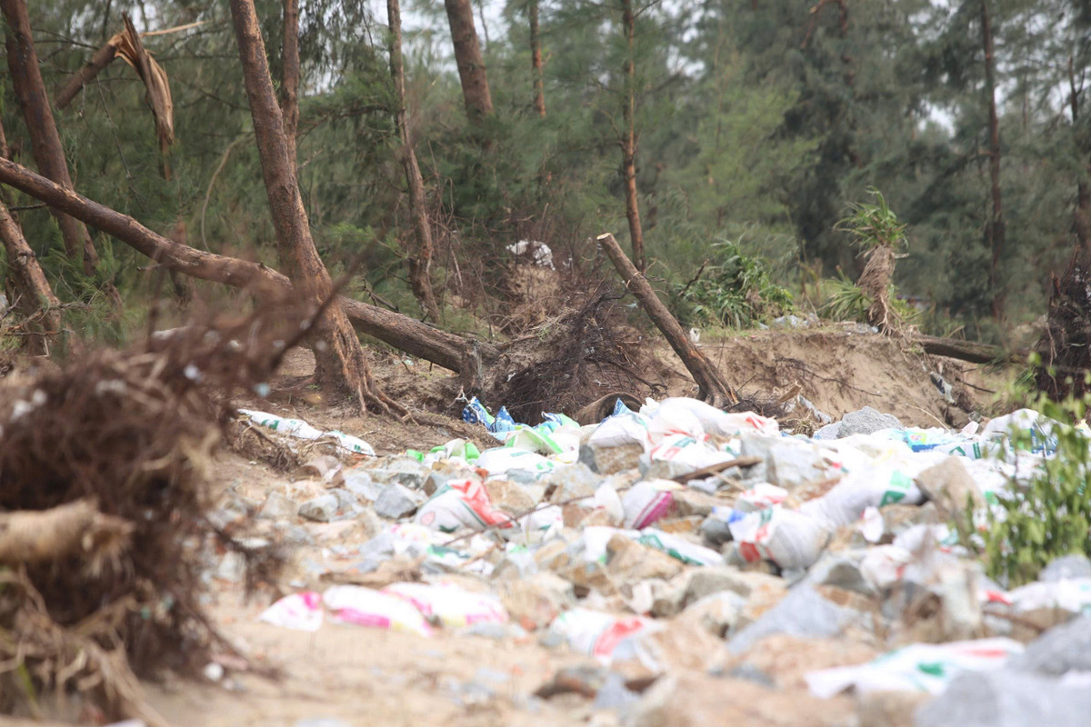 Dọc theo bờ biển kéo dài từ thôn Tân Ninh Châu đến thôn Hội Tiến (xã Đan Hải), nhiều diện tích đất cát ở khu vực rừng phi lao phòng hộ chắn sóng bị cuốn sạt lở và trôi tuột theo dòng nước.