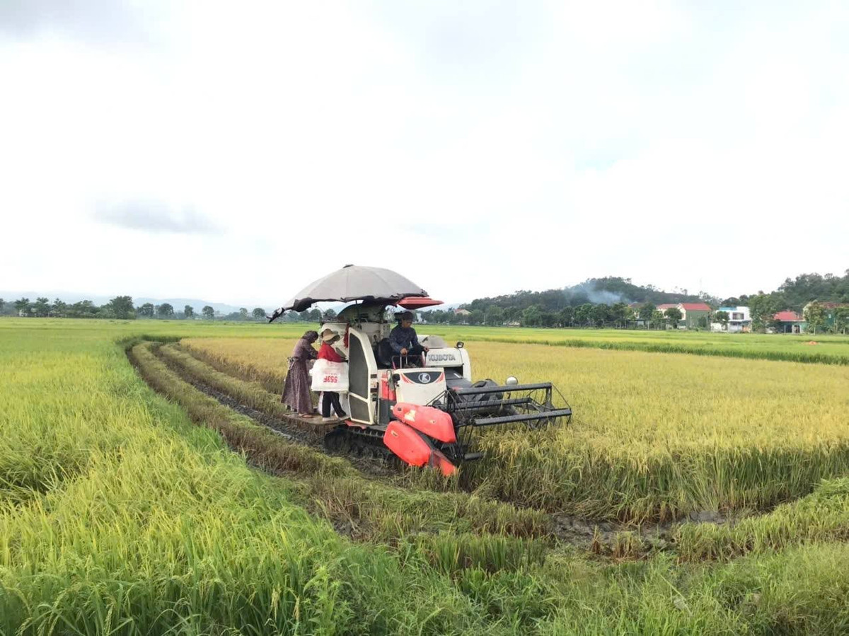 Ông Nguyễn Duy Ngân - Phó Bí thư Thường trực Đảng ủy xã Cẩm Bình cho biết: “Hiện nay, trên toàn xã đã thu hoạch được hơn 130 ha lúa. Xã đã yêu cầu cán bộ nông nghiệp thường xuyên bám sát đồng ruộng, thông báo kịp thời cho người dân về diễn biến thời tiết. Chúng tôi ưu tiên hỗ trợ các hộ neo đơn, gia đình chính sách trong việc thu hoạch để đảm bảo tiến độ và bảo toàn năng suất”.