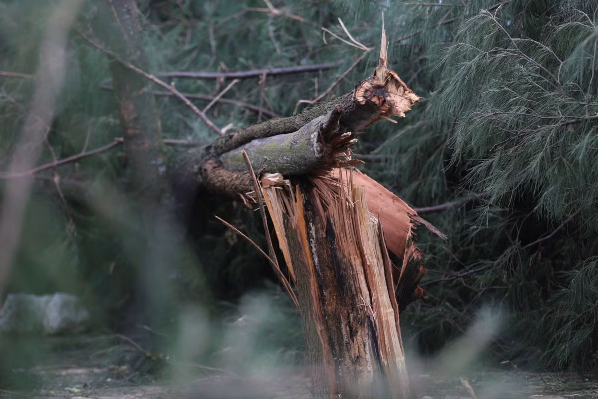 Nhiều diện tích rừng phi lao ven biển ở Hà Tĩnh bị bão số 5 tàn phá hoàn toàn, không còn khả năng tự phục hồi.