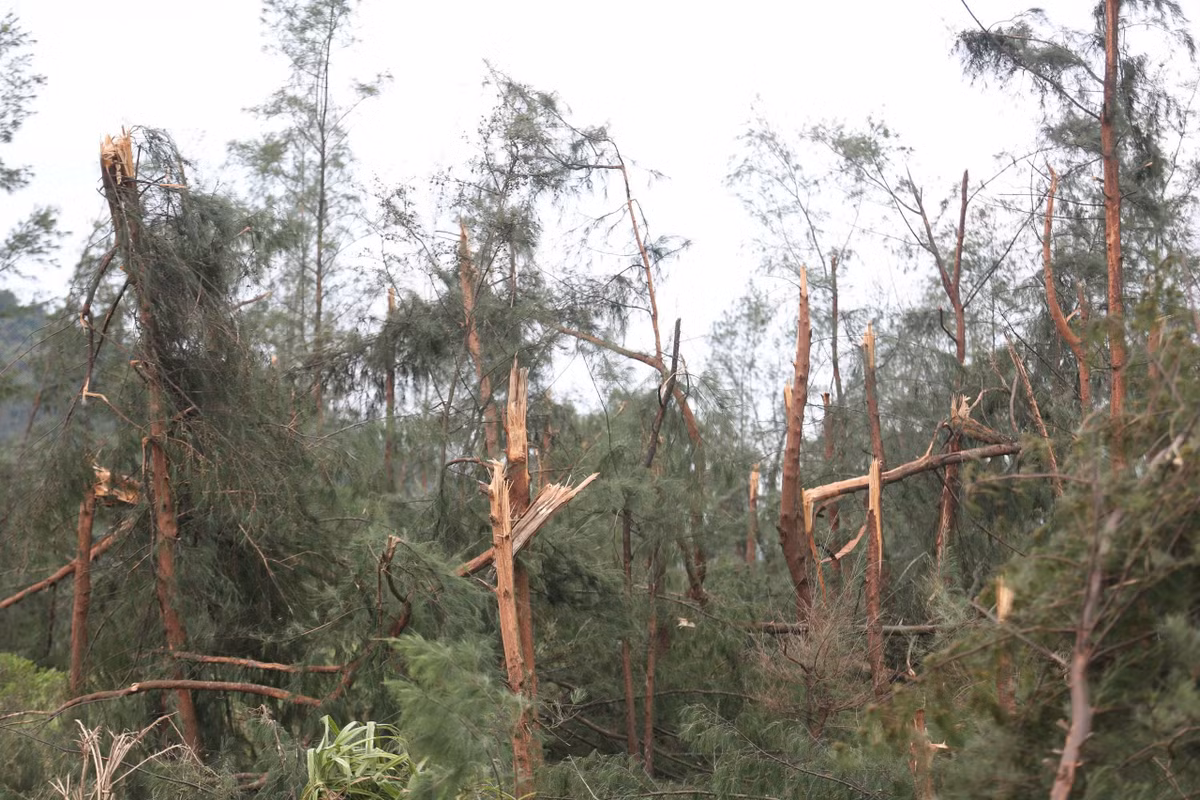 Ông Nguyễn Việt Cường - Chủ tịch UBND xã Lộc Hà, cho biết, đa số diện tích rừng đã giao cho người dân quản lý, chăm sóc và bảo vệ. Hiện, địa phương đang cho các lực lượng phối hợp với người dân khắc phục hậu quả do bão số 5 gây ra.