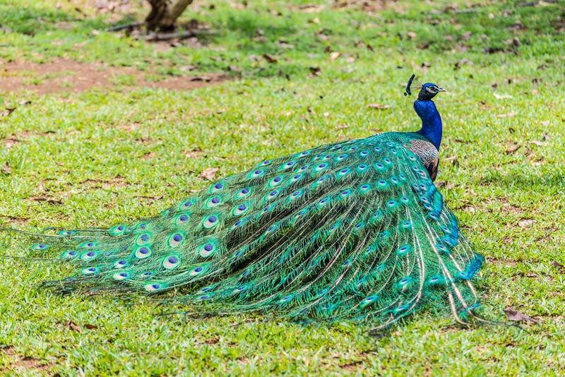 male-indian-peacock-pavo-cristatus-folded-tail-beautiful-casela-park-mauritius-86947074.jpg
