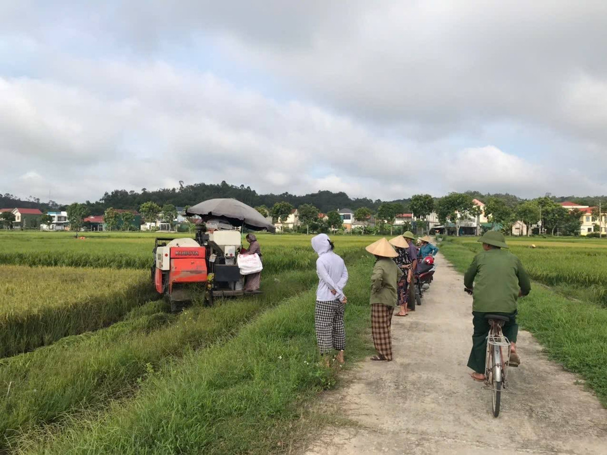 Không chỉ ở xã Cẩm Bình, trên các cánh đồng ở những địa phương khác, hàng chục chiếc máy gặt đập liên hợp cũng đang hoạt động hết công suất bất kể trưa nắng hay đêm tối.