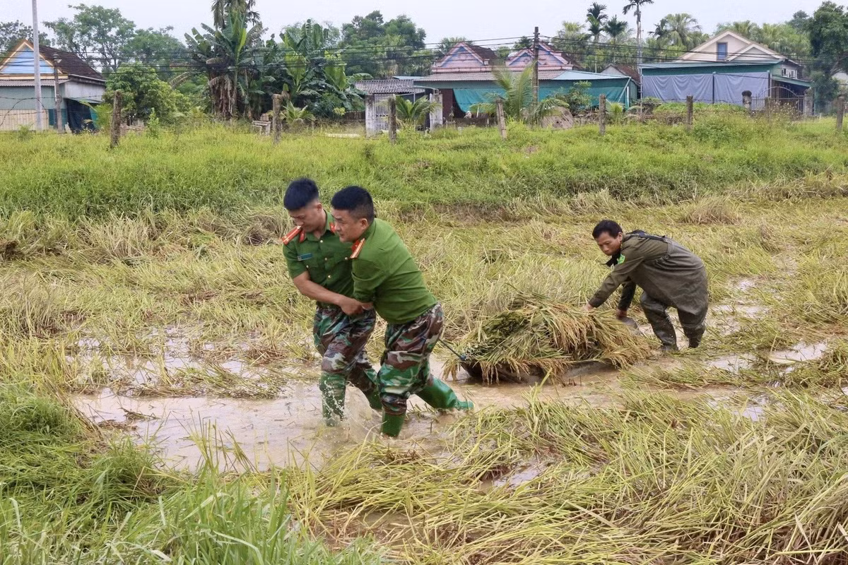 Các chiến sĩ công an khẩn trương xuống đồng hỗ trợ người dân thu hoạch lúa.