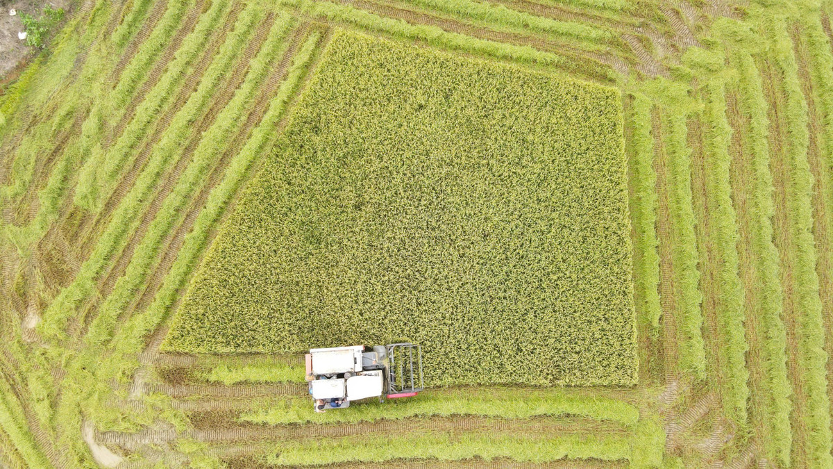 Được biết, vụ hè thu năm nay, xã Cẩm Bình có gần 1.500 ha lúa. Đến nay, có khoảng 30% diện tích lúa đã chín. Trước dự báo bão số 5, địa phương đã chỉ đạo các thôn huy động tối đa máy gặt và nhân lực tập trung thu hoạch diện tích lúa đã chín.