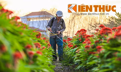 Làng hoa ven Sài Gòn hối hả đón Tết Bính Thân