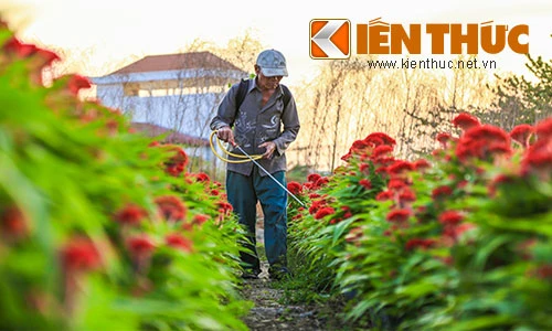 Làng hoa ven Sài Gòn hối hả đón Tết Bính Thân