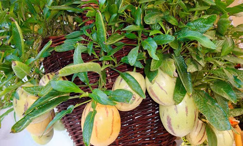 Muôn loại hoa quả cảnh độc đáo đón Tết Đinh Dậu 2017