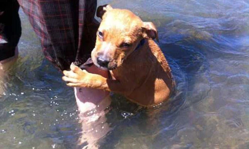 Khi loài chó sợ nước