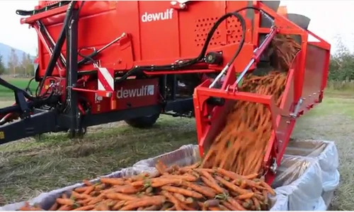 Cảnh thu hoạch cà rốt siêu ấn tượng