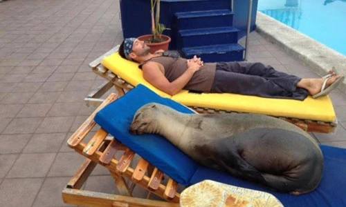 15 khoảnh khắc khiến bạn cười “té ghế”