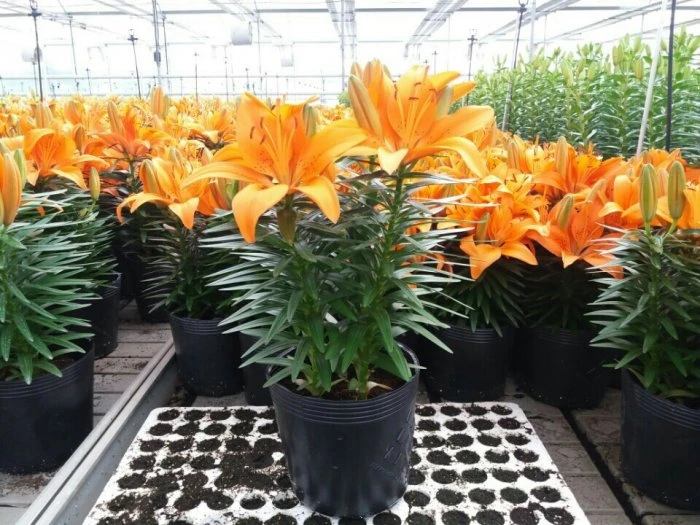 Cảnh giác với những loại hoa chơi Tết chứa chất độc hại sức khỏe