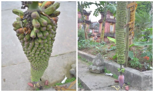 Ngạc nhiên xem cây chuối nghìn quả ở Hà Nội