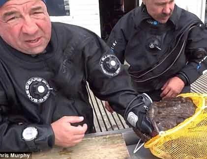 Hi hữu thợ lặn bị kẹt tay trong miệng cá