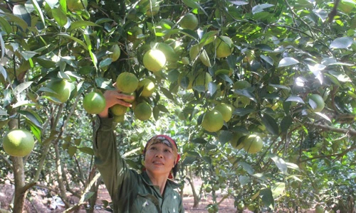 Tận mục những vườn cam lãi tiền tỷ của nông dân Việt