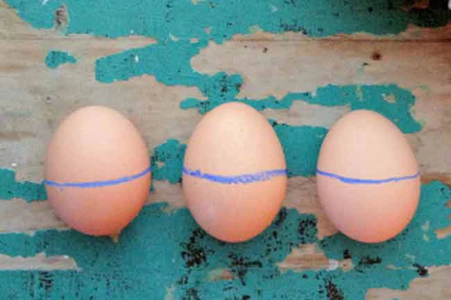 Tuyệt đối không bỏ thứ này vào lò vi sóng nếu không muốn gây họa