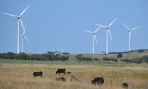 Thâm nhập trang trại chơi sang cho bò ăn socola