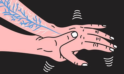 Ngoài tim, những bộ phận cơ thể này hoạt động liên tục để duy trì sự sống