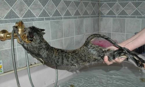 Những phản ứng siêu hài của mèo khi tắm (3)