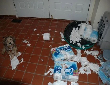 Thảm họa thú cưng ở nhà một mình (2)