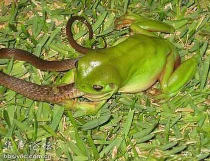 Cận cảnh ếch nguy hiểm nhất TG “xơi tái” rắn