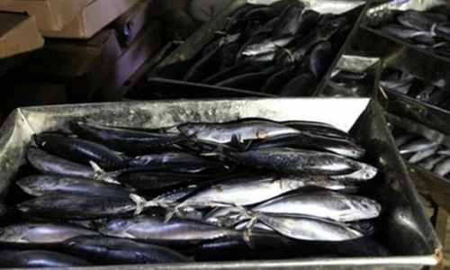 Choáng những lần tịch thu kho hải sản tiền tấn ở Việt Nam