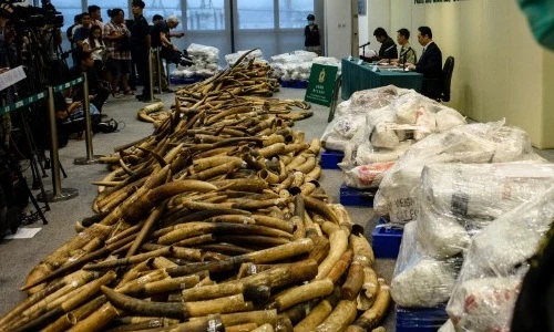 Chùm ảnh Hong Kong tịch thu kho ngà voi cực lớn 