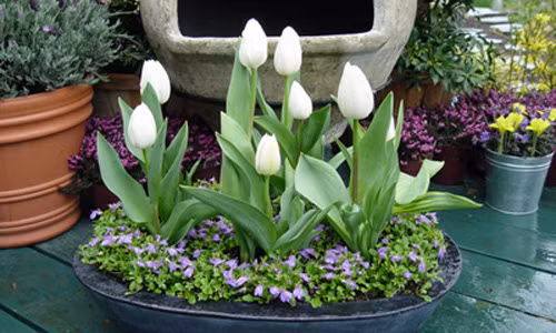 Rộ trào lưu mua củ hoa Tulip trồng chưng Tết