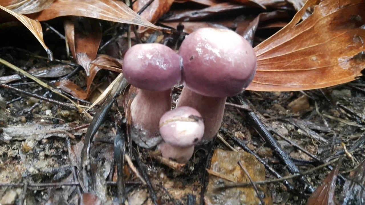 9 đặc sản Phú Quốc độc đáo nhất ai đến cũng khó lòng bỏ qua